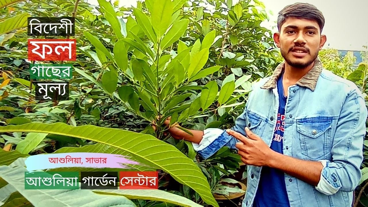 Foreign Fruit Tree Price In Ashulia Garden Center | বিদেশী ফল গাছের মূল্য | Gardening Bangladesh