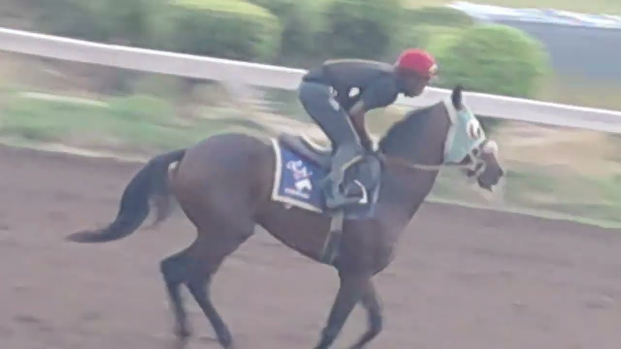 Watch Diesel Train , Darwin ,;Pretty Chestnut among others light up the Exercise Track with GALLOPS 