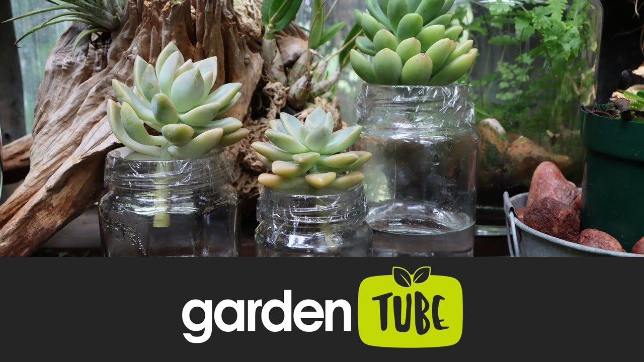 Propagating Succulents In Water