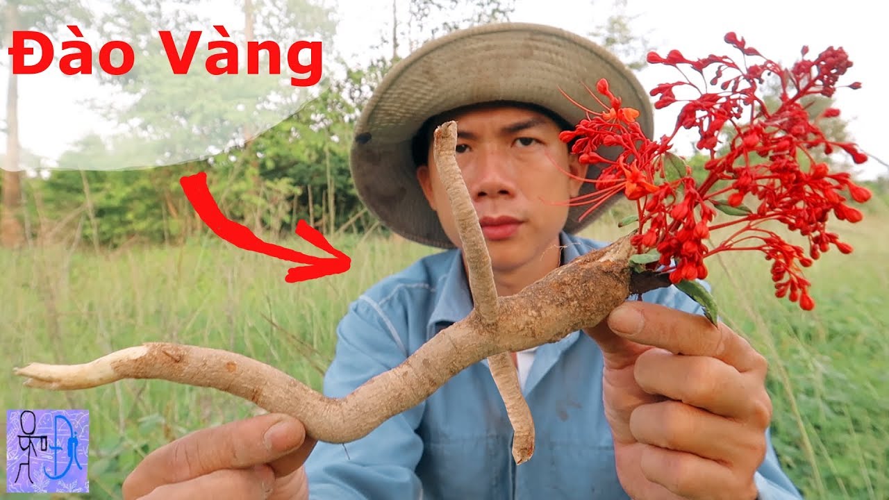 Đi Đào Vàng Trong Rừng .Đào Nhân Sâm Rừng Quý Hiếm .Phát Hiện 1 Loại Cây Kỳ Lạ Trong Rừng Sâu
