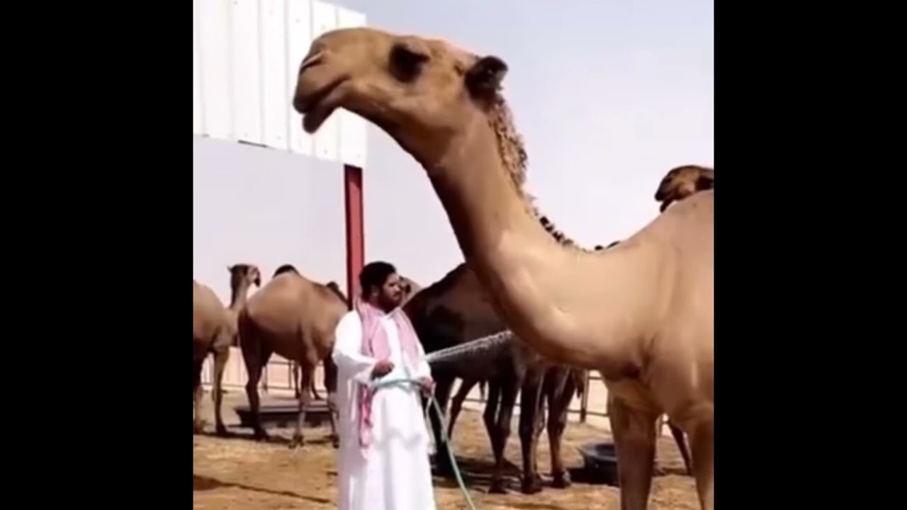 شيلات منقيه احمد قعيد الشلاحي.  الصياهد تسطلي والصفر مافيها طلابه 