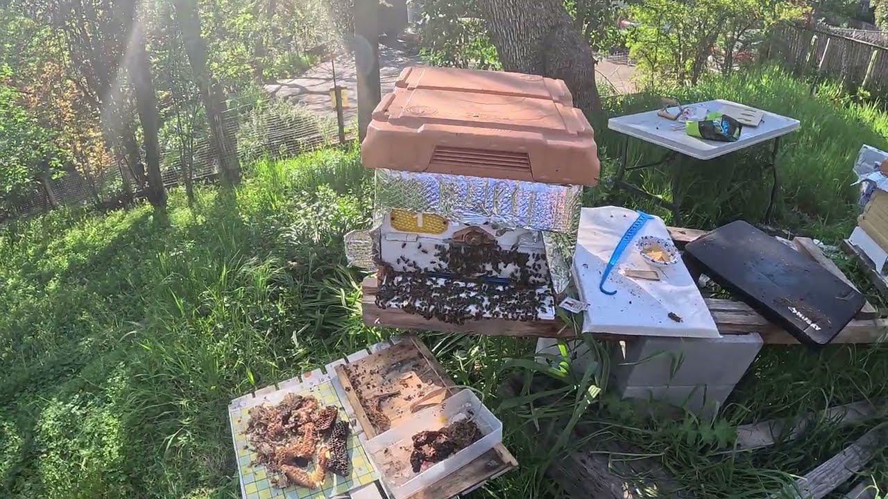 Вырезанный улей-1. Слишком много пчел, слишком жарко!
