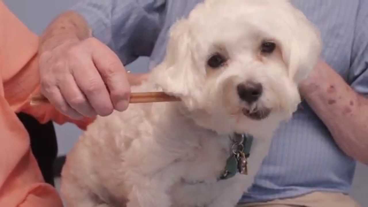 Mister Darcy: How to Brush Your Dog's Teeth