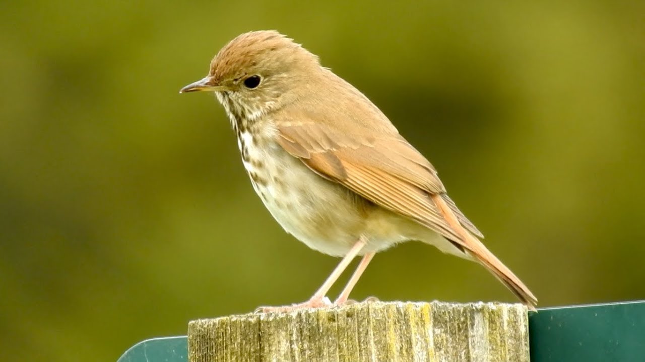 Hermit Thrush