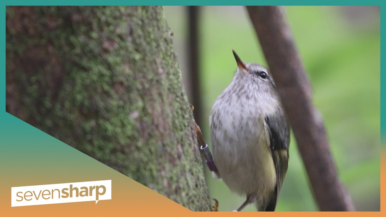 Successful conservation efforts for NZ’s largest and smallest birds on Otago Peninsula