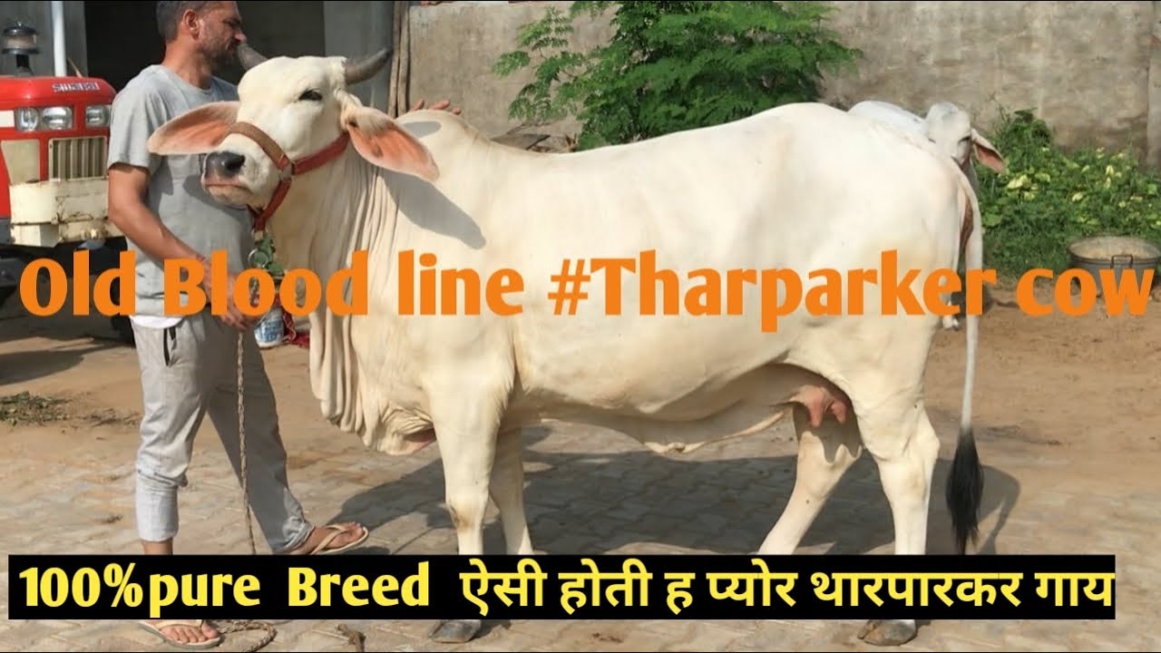 #Old #Blood line #Tharparker #cow 100%pure👌  Breed #Nagina cow🥰#sunilcowfarming 9728294444