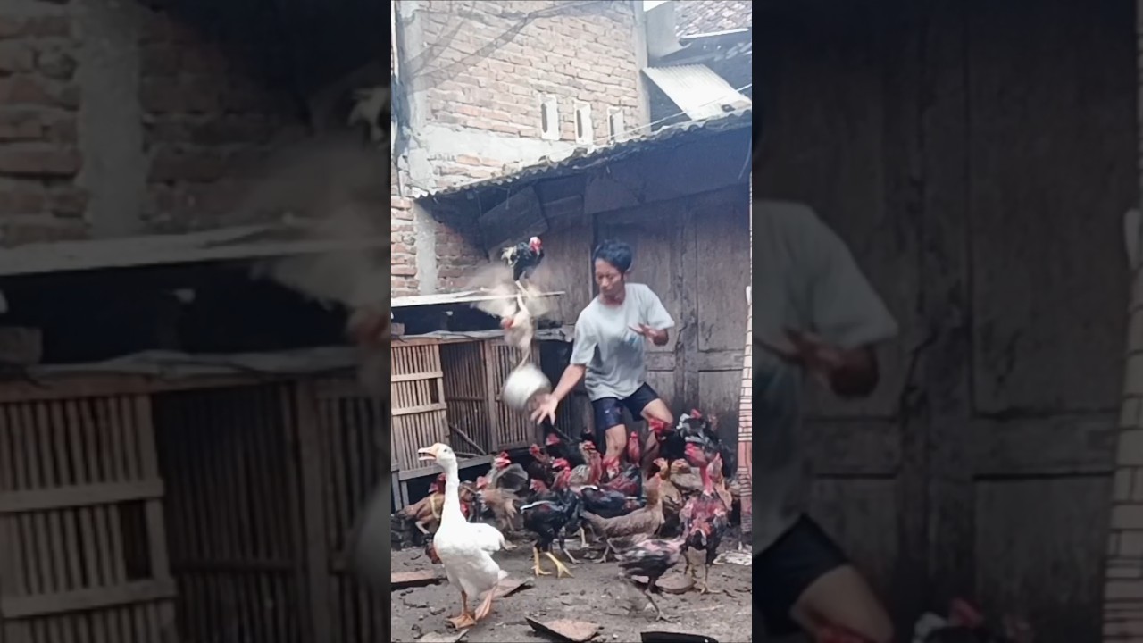 Sebagai peternak harus extra sabar ternak ayam kampung rumahan 
