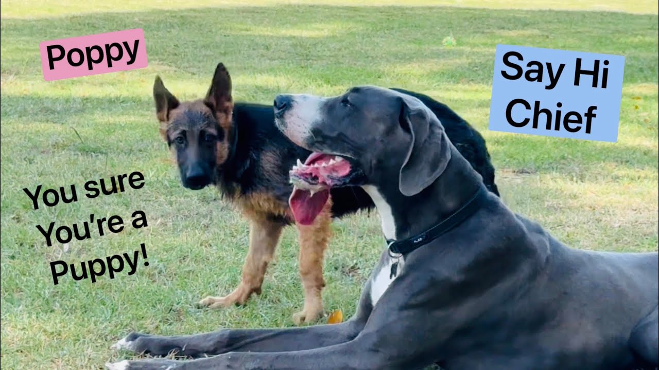 Humpday shenanigans with newbie Chief 🐕🐾☀️🙌