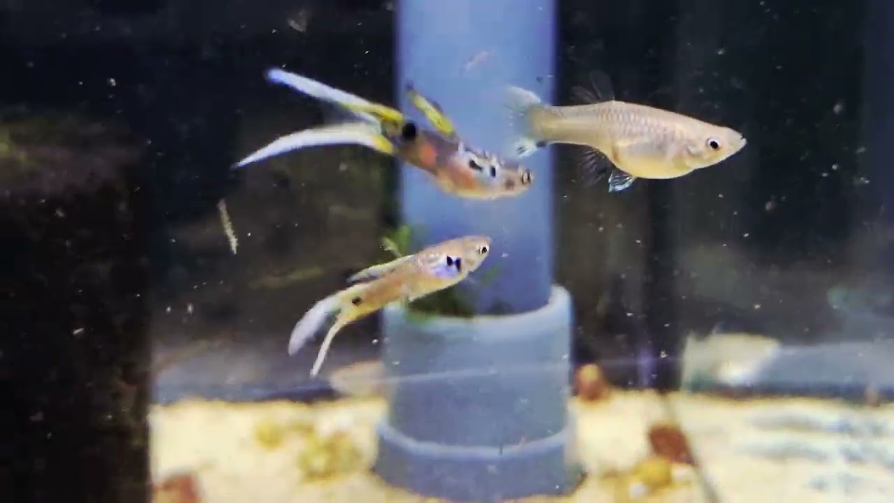 Guppy Doppia Spada Vienna Emerald 💎 LAMANGROVIA.COM #guppyshow 