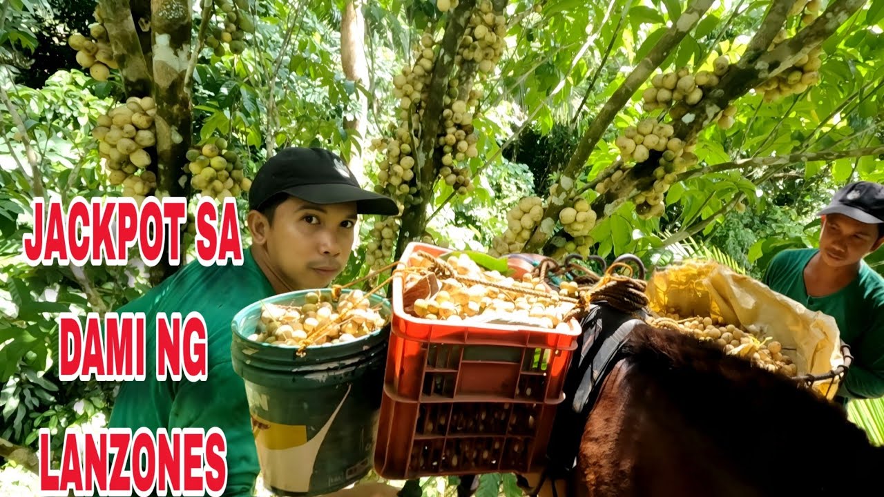 Isang hakot ng kabayo sa subrang dami ng bunga ng lansones