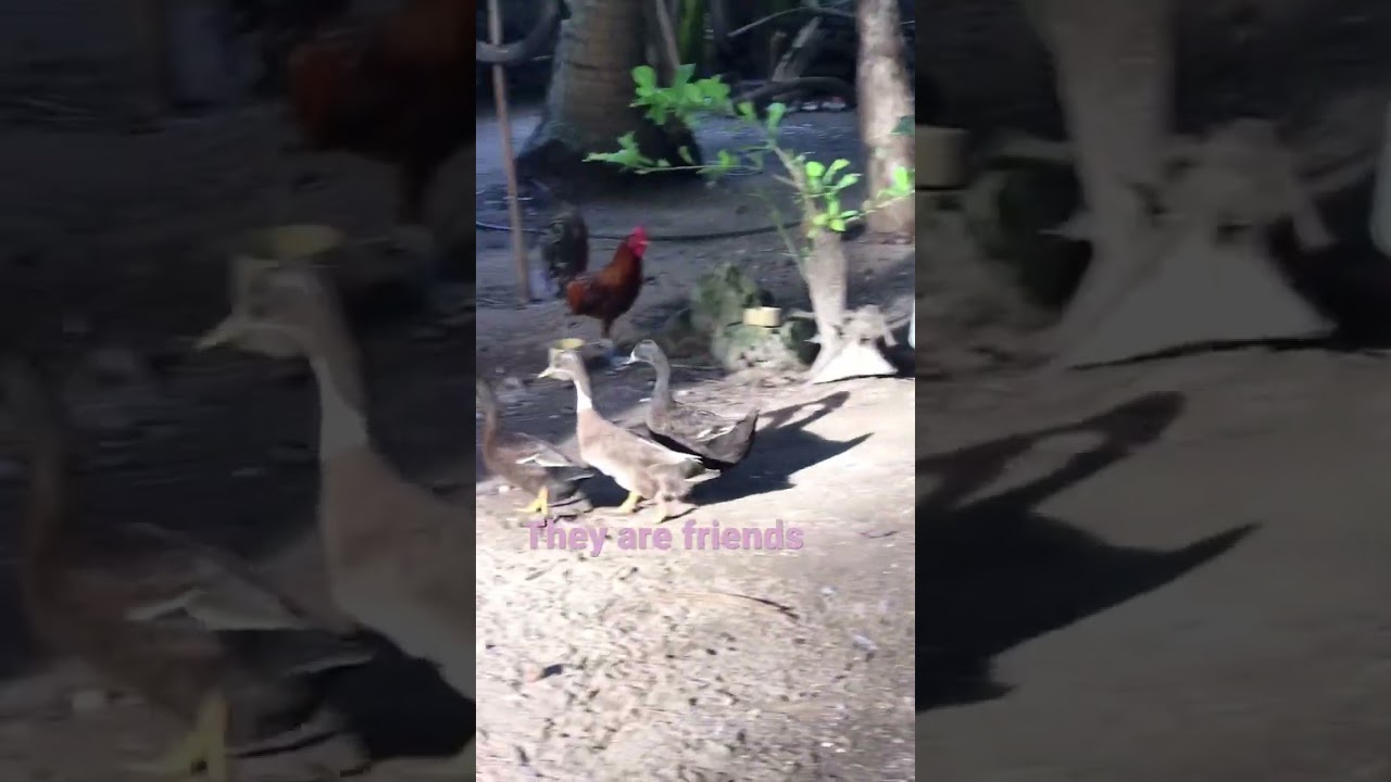 They always go together it&rsquo;s like human friendship❤️#dove #friends #shorts #ytshorts #love #kmjs