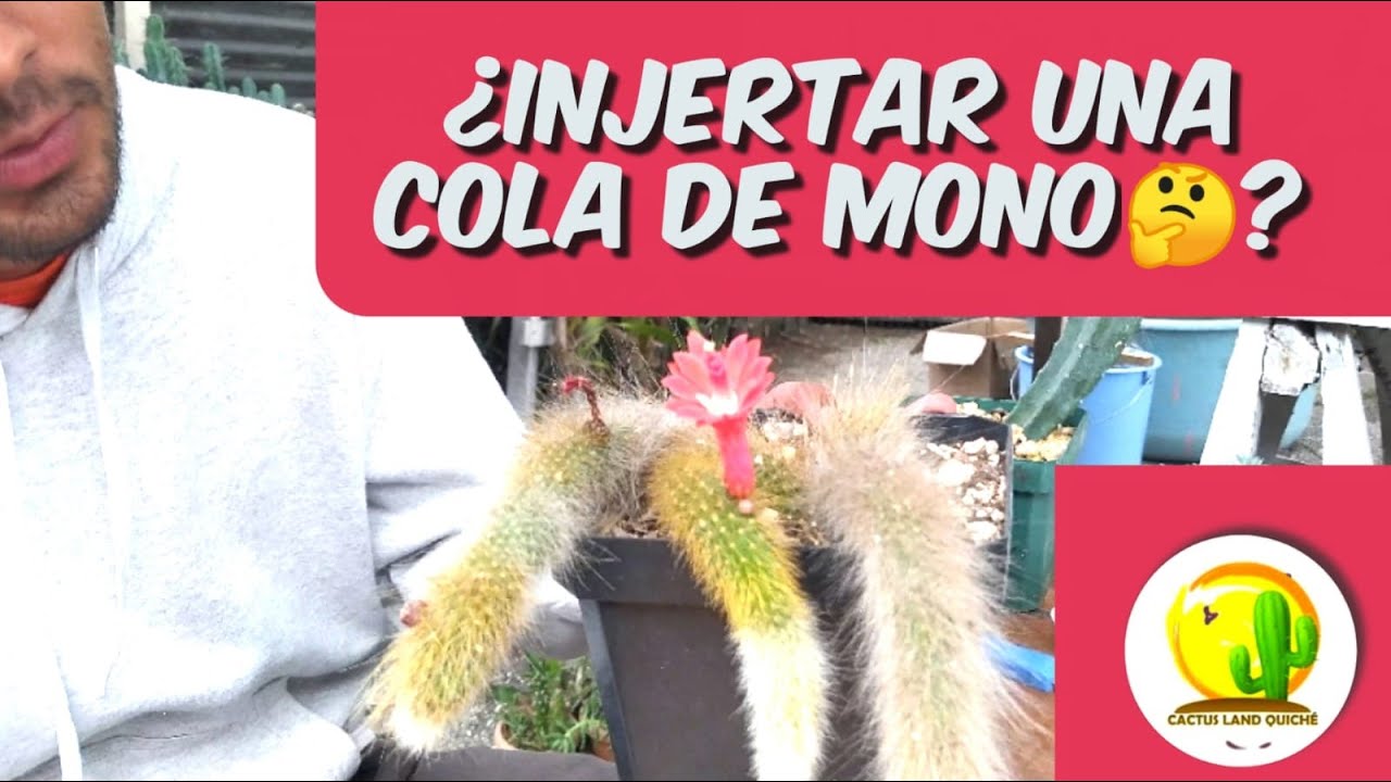 ¿Se puede injertar una cola de mono? // Can a monkey tail be grafted? Cactus Land Quiché #suculenta