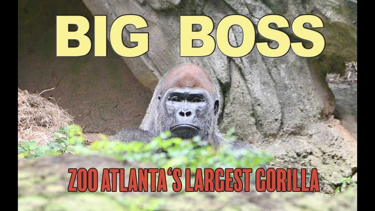 Meet Charlie from the Silverback Bachelor Group