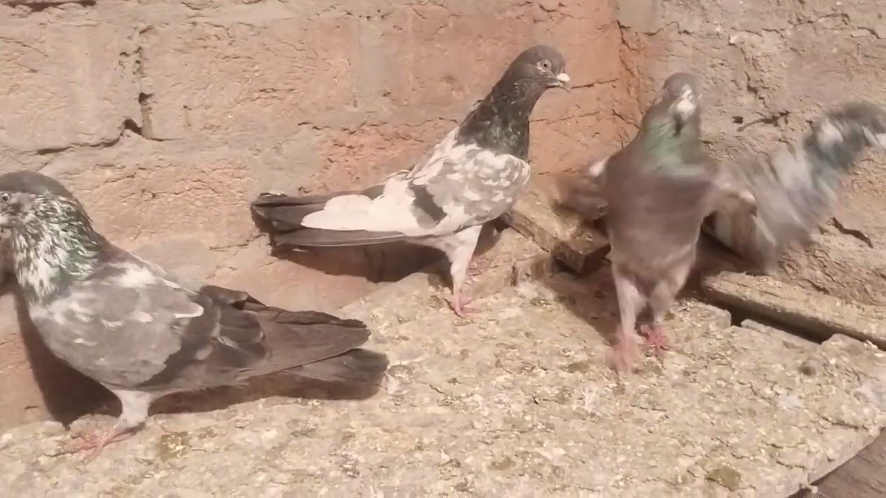 Hare chine shikre kabutar shok indore mp #pigeon #bird #birdspecies #vairalvideo #shorts #kabootar 