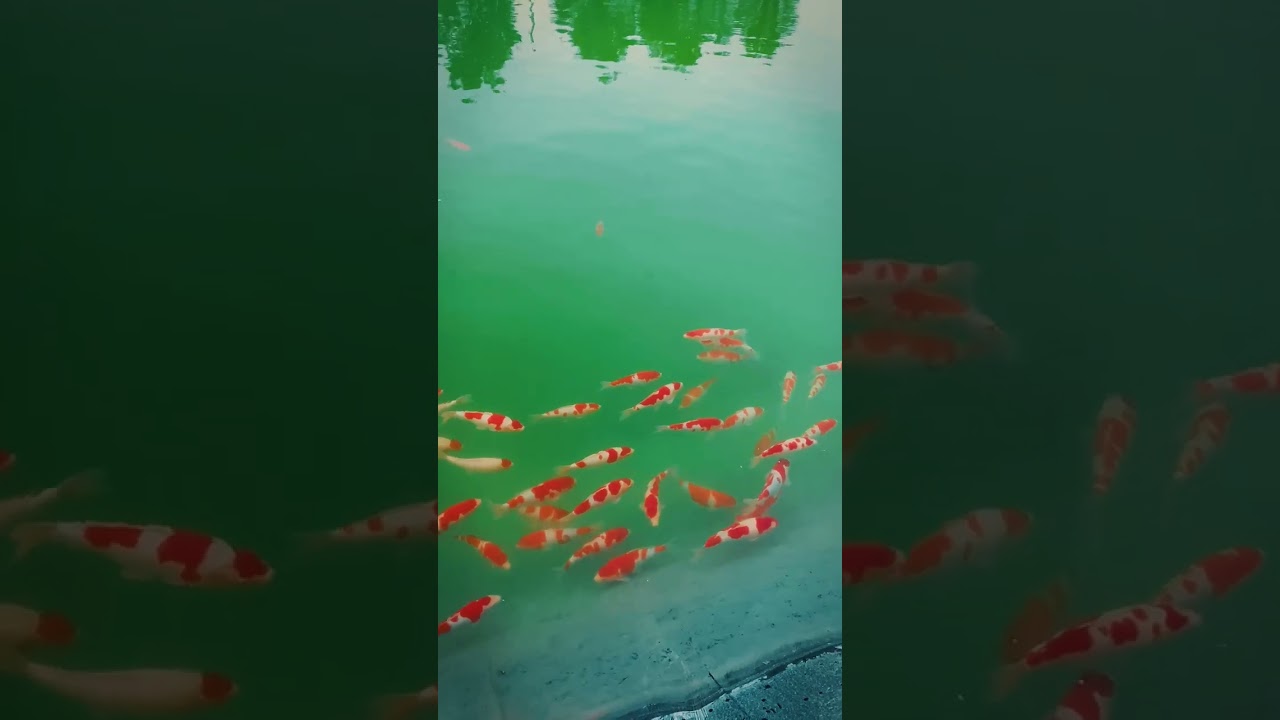 Kinh nghiệm chọn mua c&aacute; koi nhật tosai