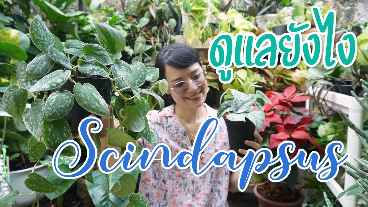 Scindapsus รวมทุกสายพันธุ์ที่มี รีวิวพร้อมวิธีดูแล ขยายพันธุ์ 