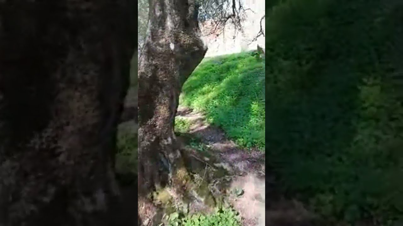 تيجوال في مناظر سويسرا الجزائر