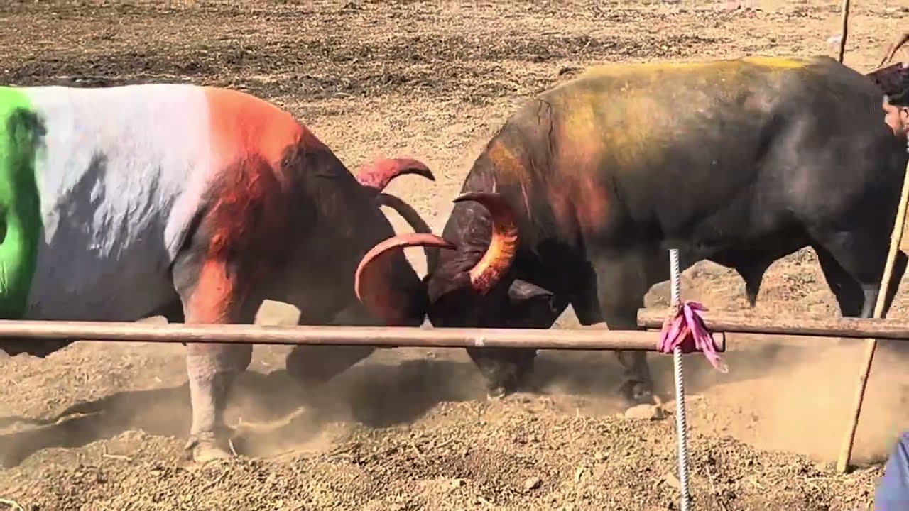 Kaliya vs raja 1 st round raja win 🥇 jalna 8/3/2024