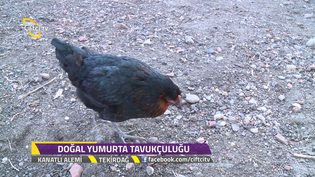 Kanatlı Alemi - Tavuk Yetiştiriciliğinde Kümes Yapımı Tekirdağ.