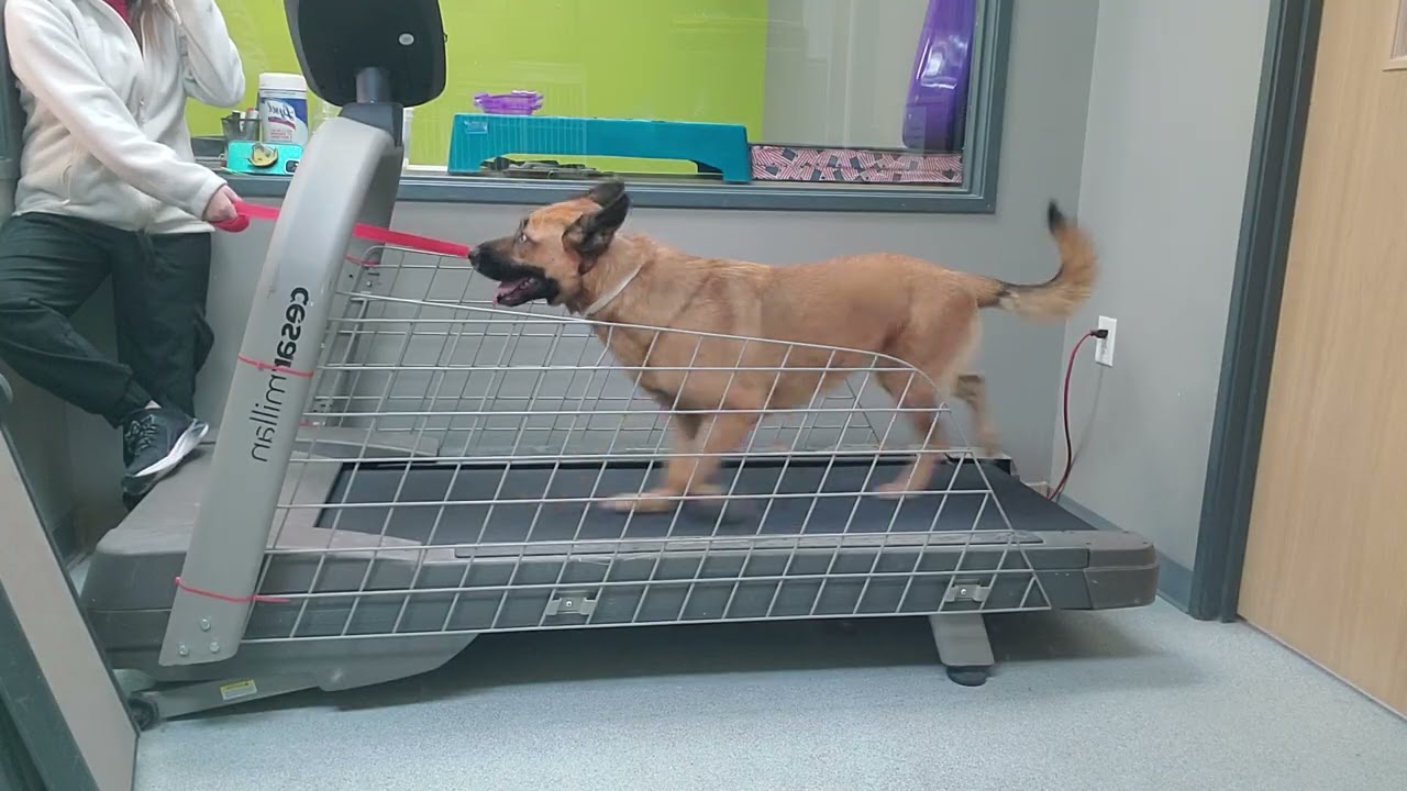 Princess treadmill 