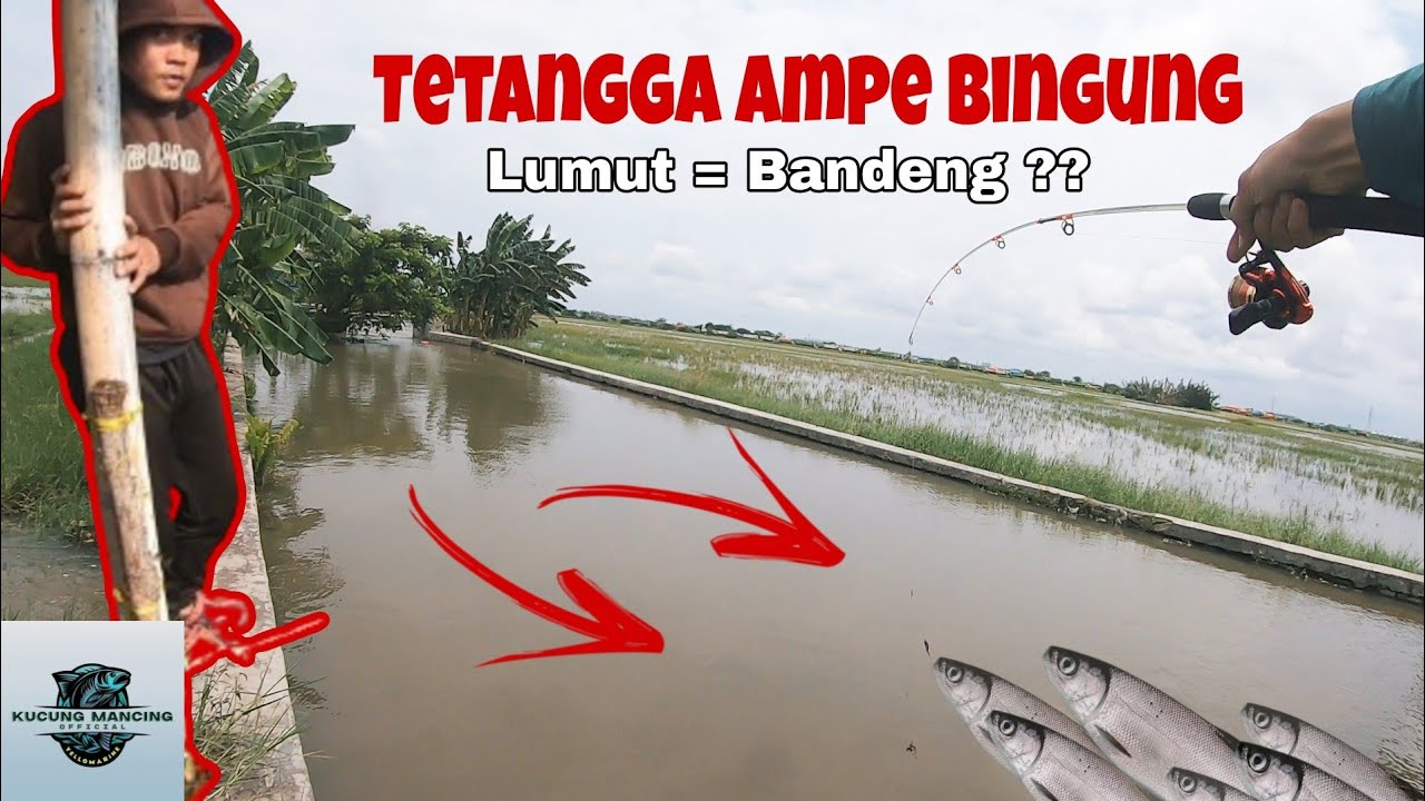 SPOT MANCING LIARAN TANGERANG‼️ LUMUT DIMAKAN BANDENG⁉️
