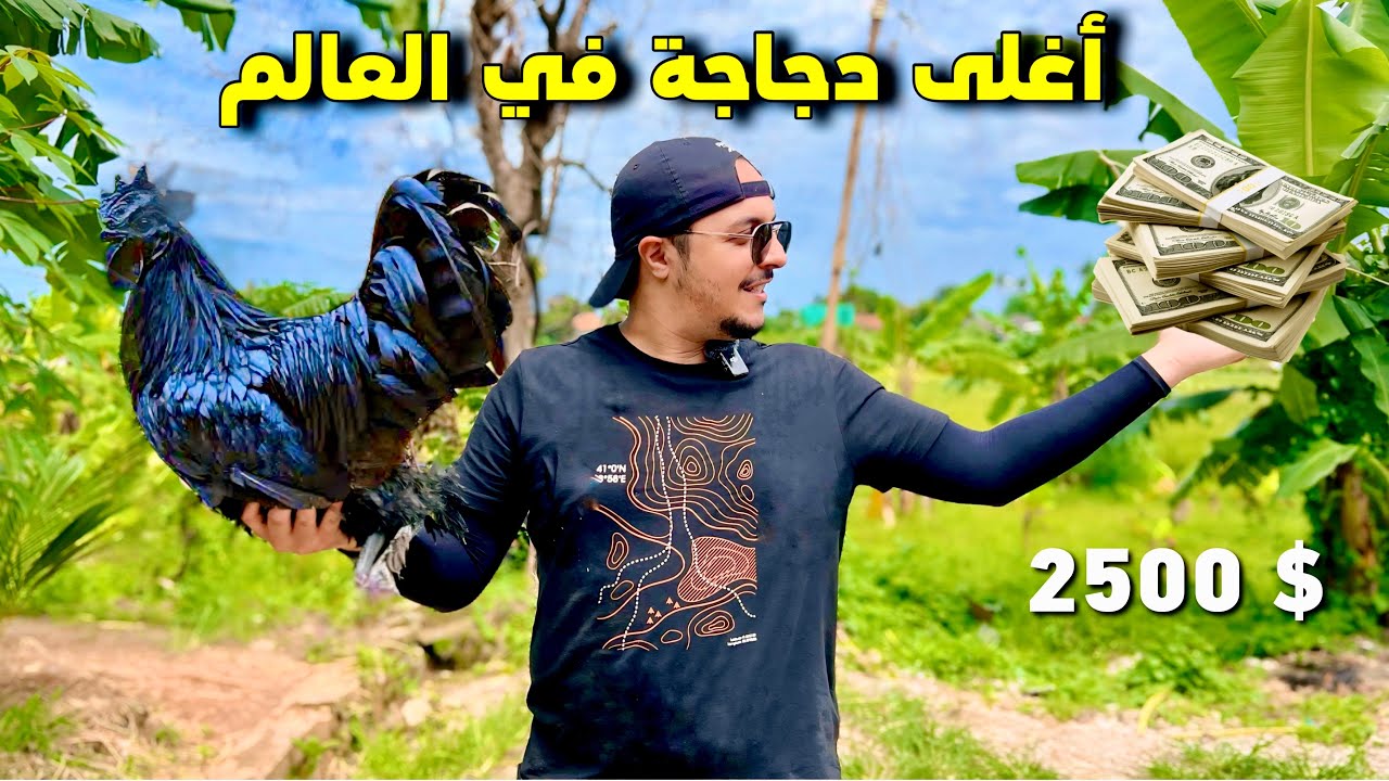 تعرف على الدجاج الأسود و لمذا يعتبر الأغلى في العالم 💰🐓