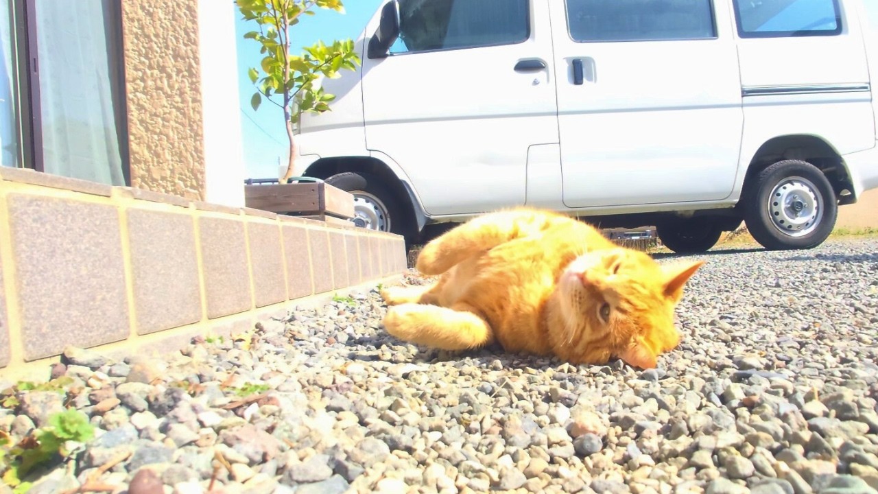 私を猫好きにさせた我が家の猫2匹への正直な気持ち…