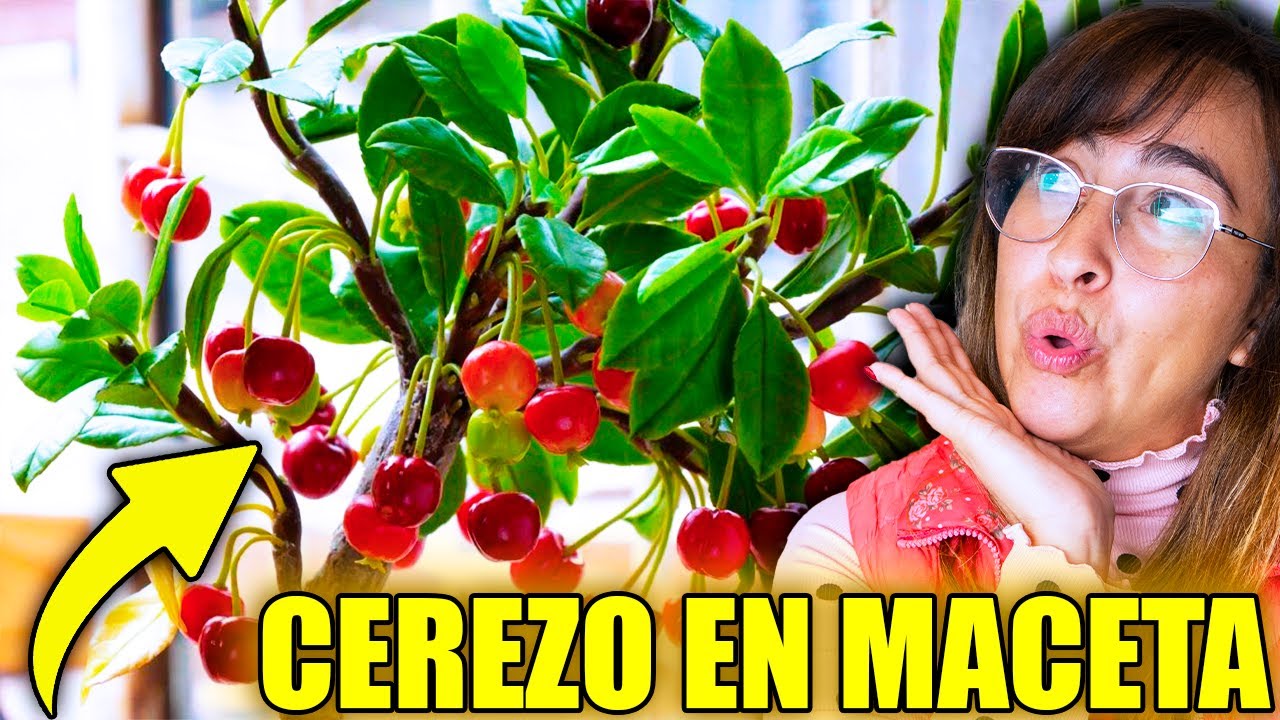 🍒 CÓMO TENER un ÁRBOL de CEREZA en MACETA 🪴 Con Mucha Cosecha!!!