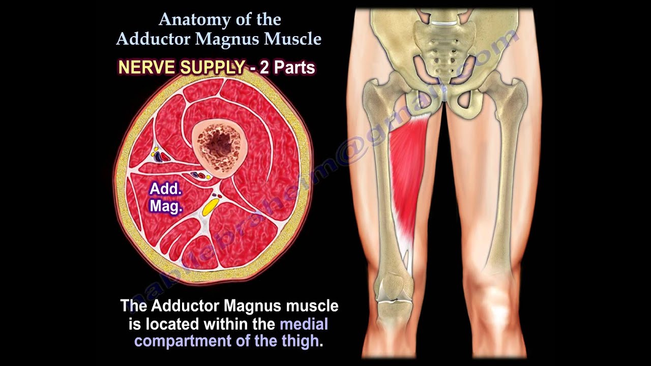 Anatomy Of The Adductor Magnus Muscle - Everything You Need To Know - Dr. Nabil Ebraheim