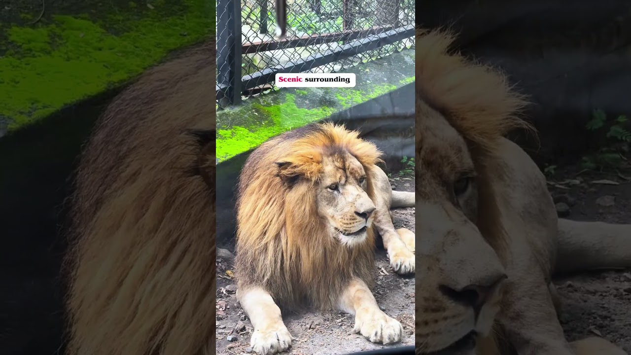 Best safari experience just 20kms from Bengaluru📍Bannerghatta Wildlife Safari & Biological Park
