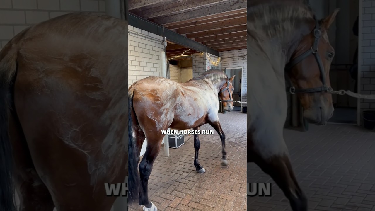 Why Foam Create On Horse Skin 🐎