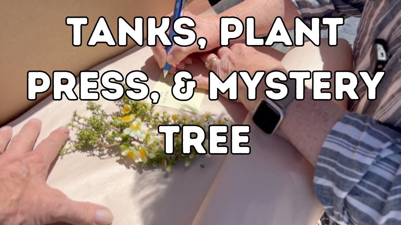Tanks, Plant Press & Mystery Tree
