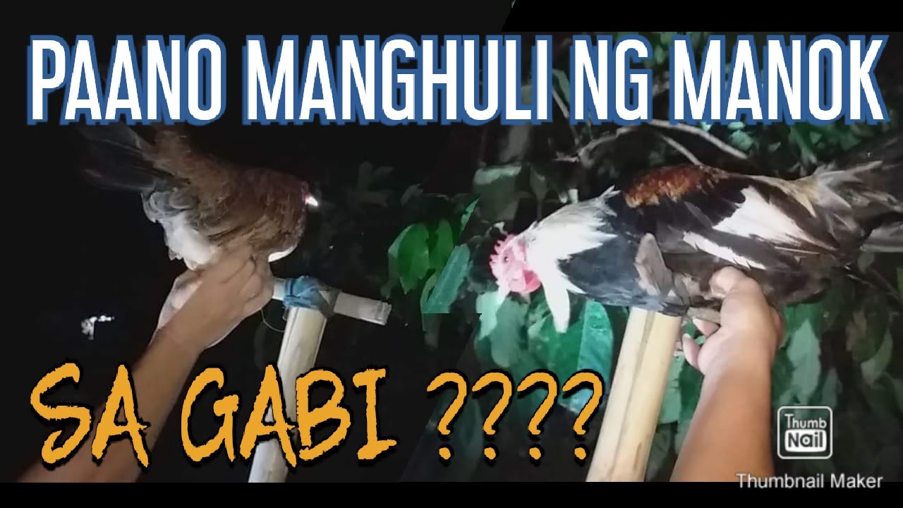 Fastest way to catch wild chicken at night