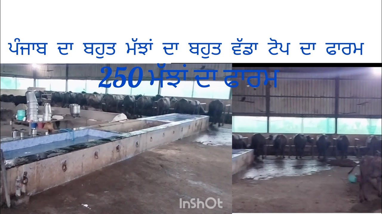 ਦੇਖੋਂ ਪੰਜਾਬ ਦਾ 250 ਮੱਝ ਦਾ ਟੋਪ ਦਾ ਫਾਰਮ #Buffalo#Cow# 