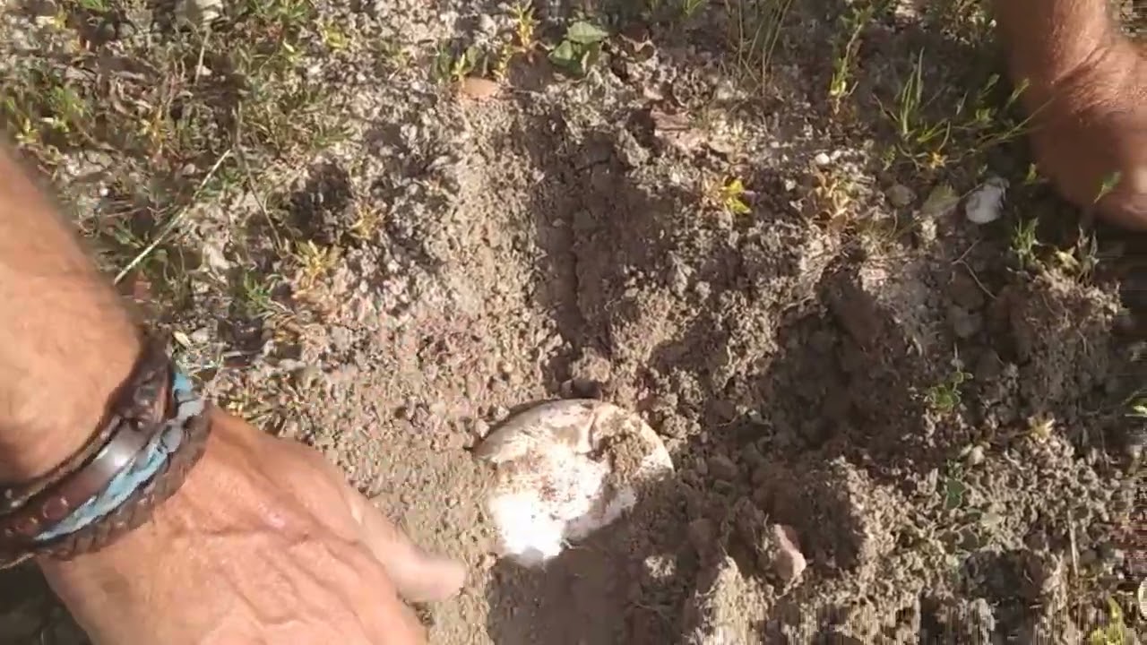 En busca de gurumelos (Amanita ponderosa)