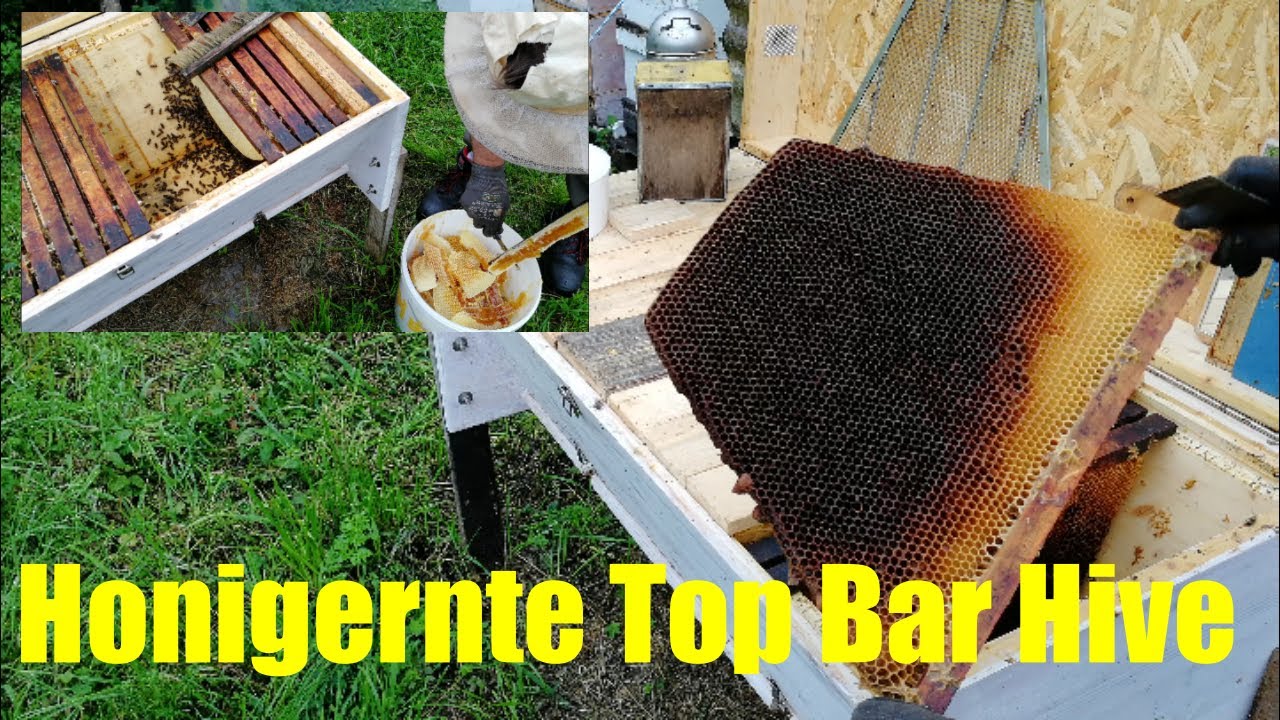 Honigernte Top Bar Hive 2021