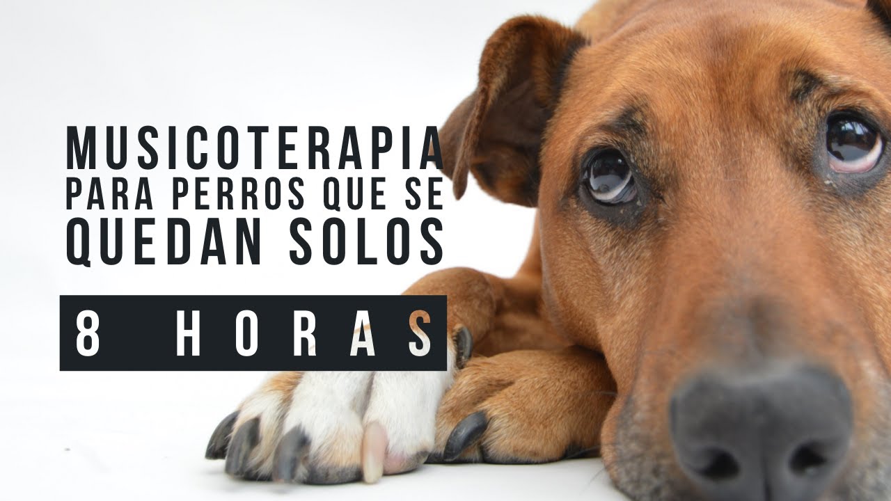 🔊 🐶 Musicoterapia para perros que se quedan solos 😢  8 HORAS DE M&Uacute;SICA para perros, Perrhijos