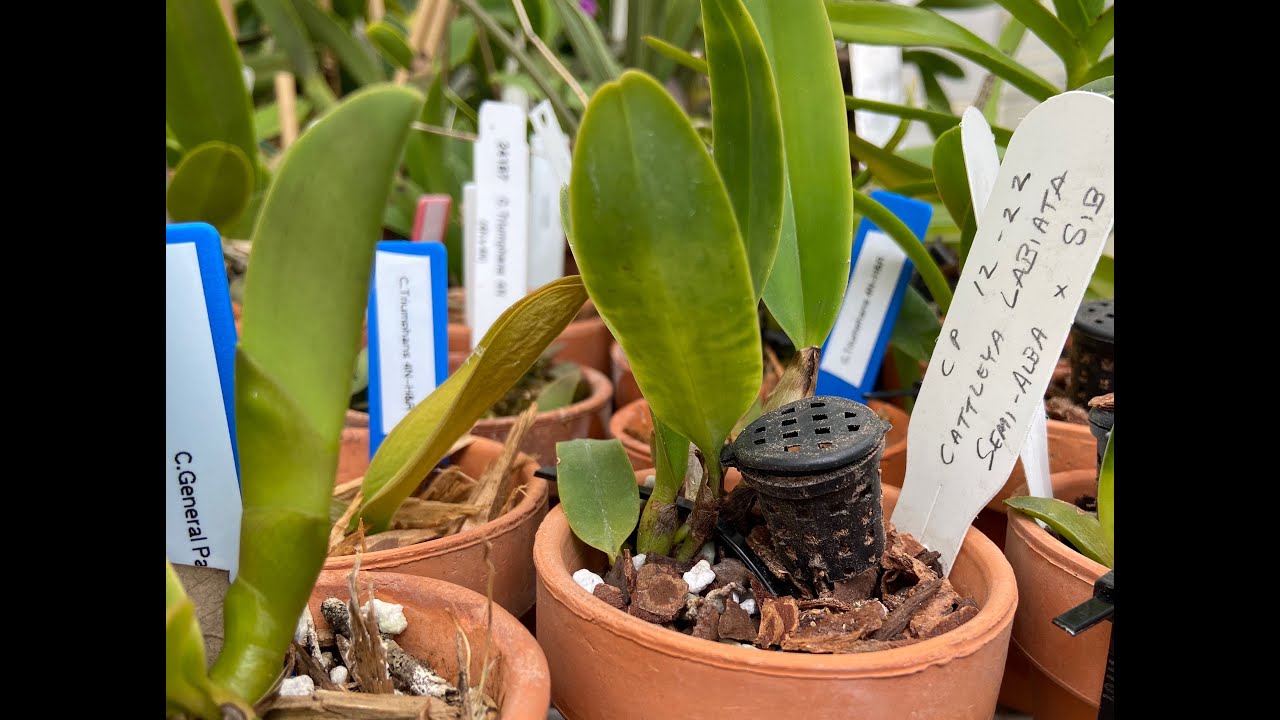 How to repot Cattleya seedlings