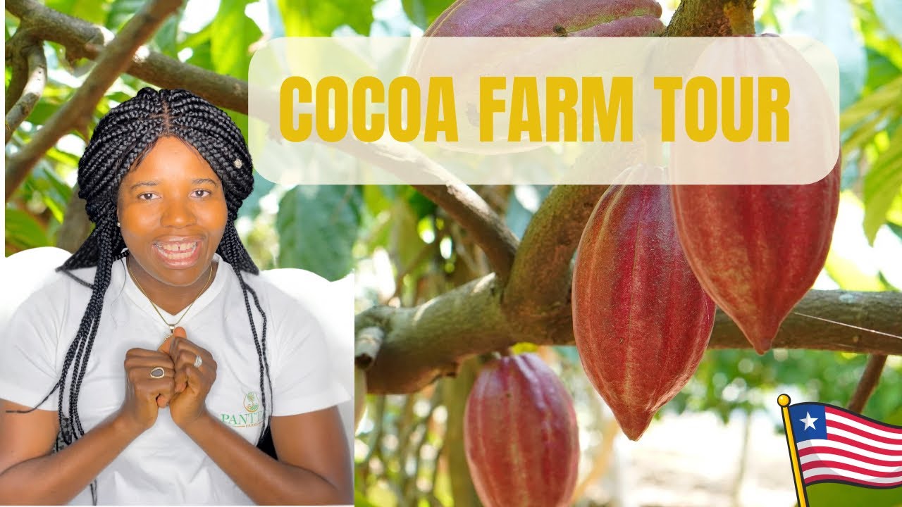 Inside a Cocoa Farm in Liberia 🇱🇷 | Farm Tour | (Part 2)