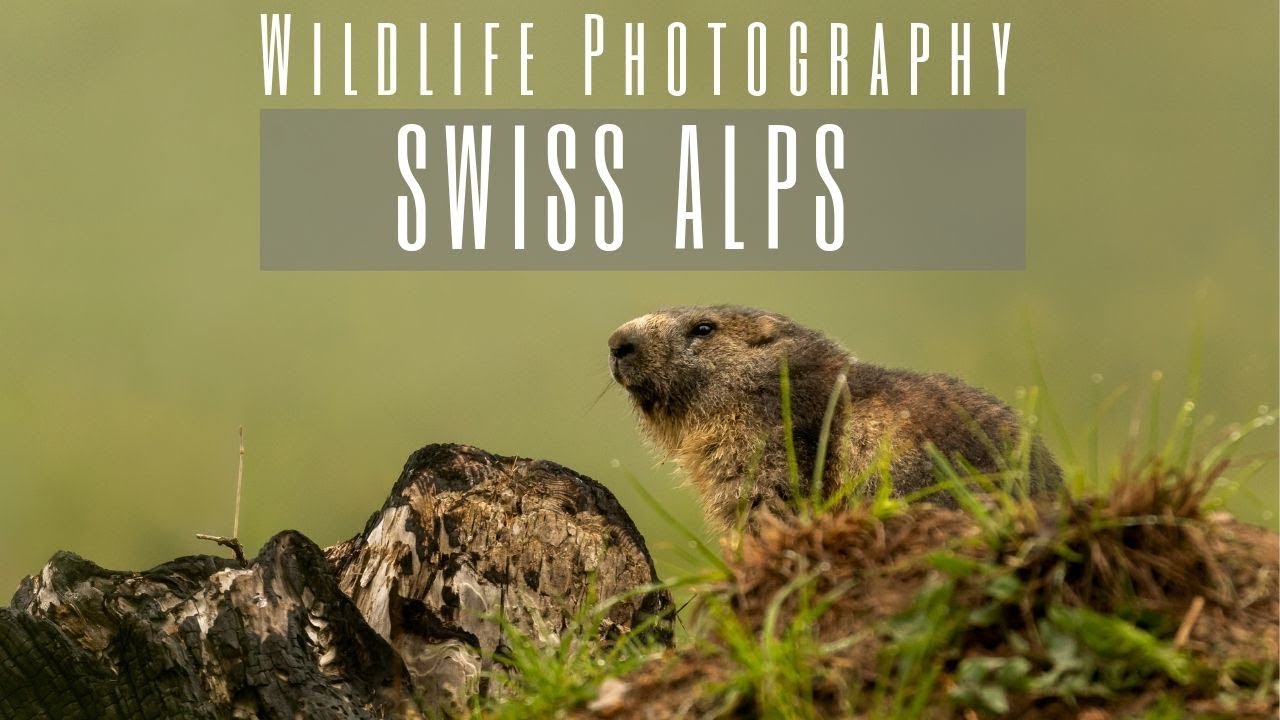 Alpine Marmot | Wildlife Photography in the Alps