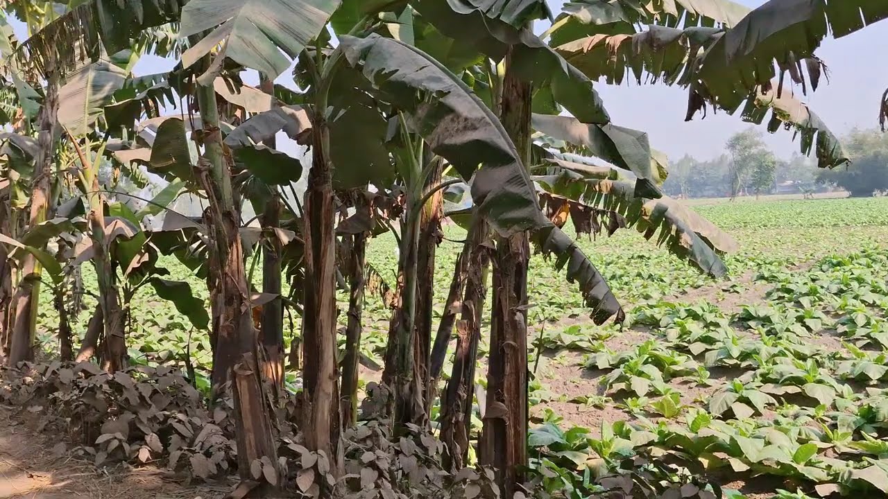 Hat Bandhobi Pa Bandhobi MonBandhobi KiDiyaBengali Viral Song | হাত বান্ধিবি পা বান্ধিবি