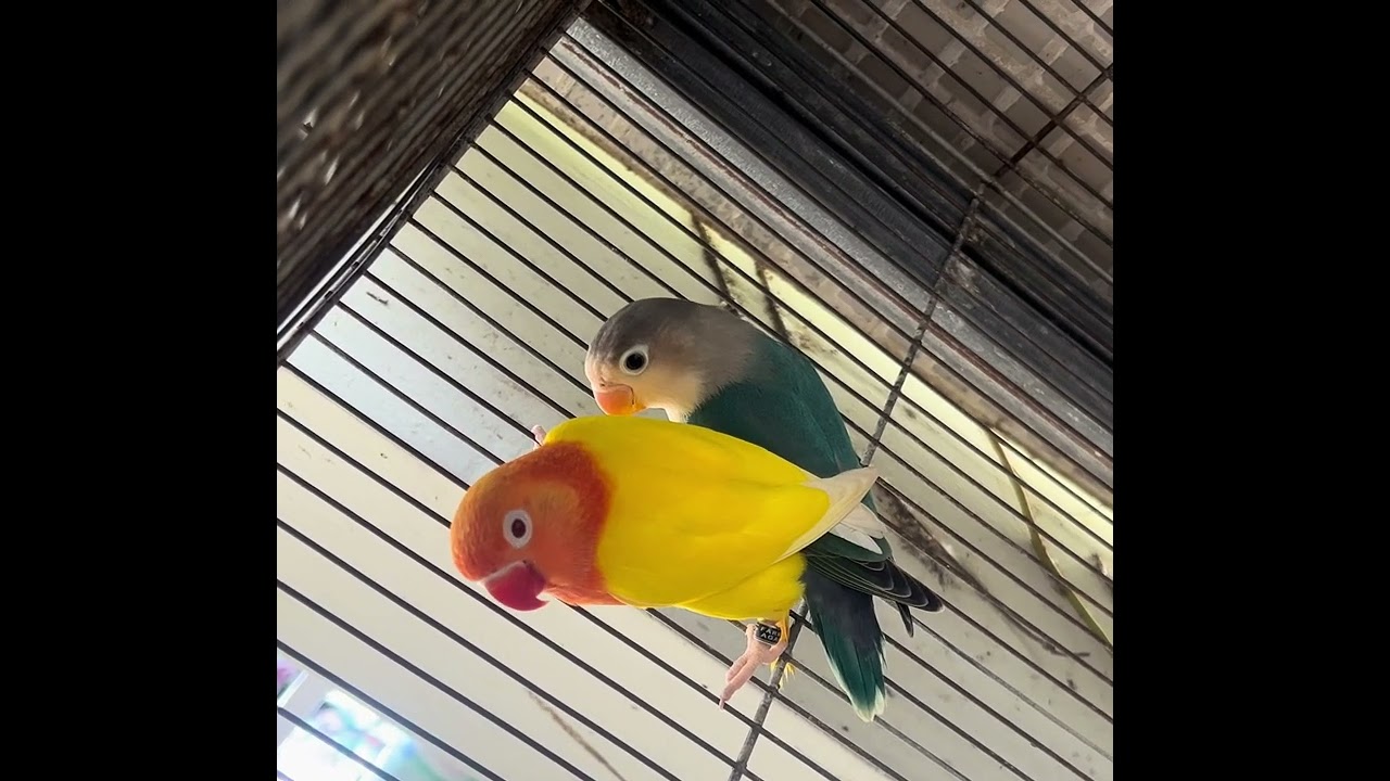 Lutino opa cock x aqua /ino hen = (PROJECT  AQUA OPA INO)