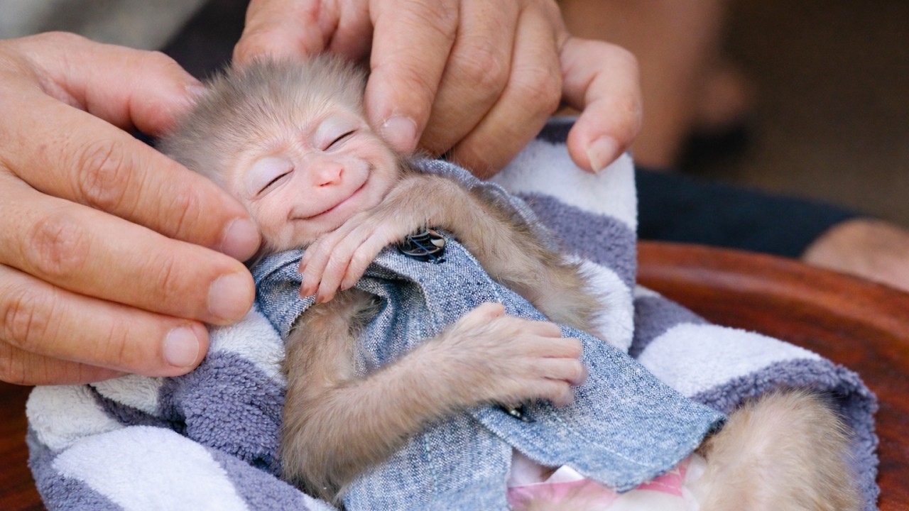 Peaceful baby monkey in loving hands