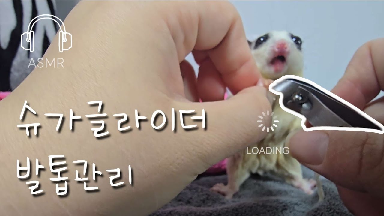 조용히 챠각챠각… 슈가글라이더 발톱관리 시간 🐾