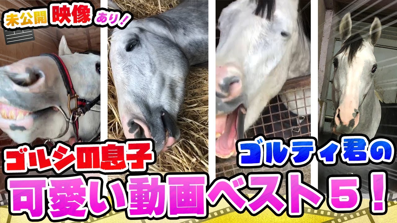 衝撃映像続出！ゴールドシップの息子ゴルティ君の可愛い姿を大公開！！