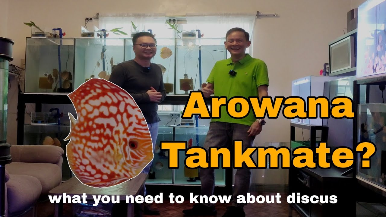 Discus 101 - Jojo Alejandrino