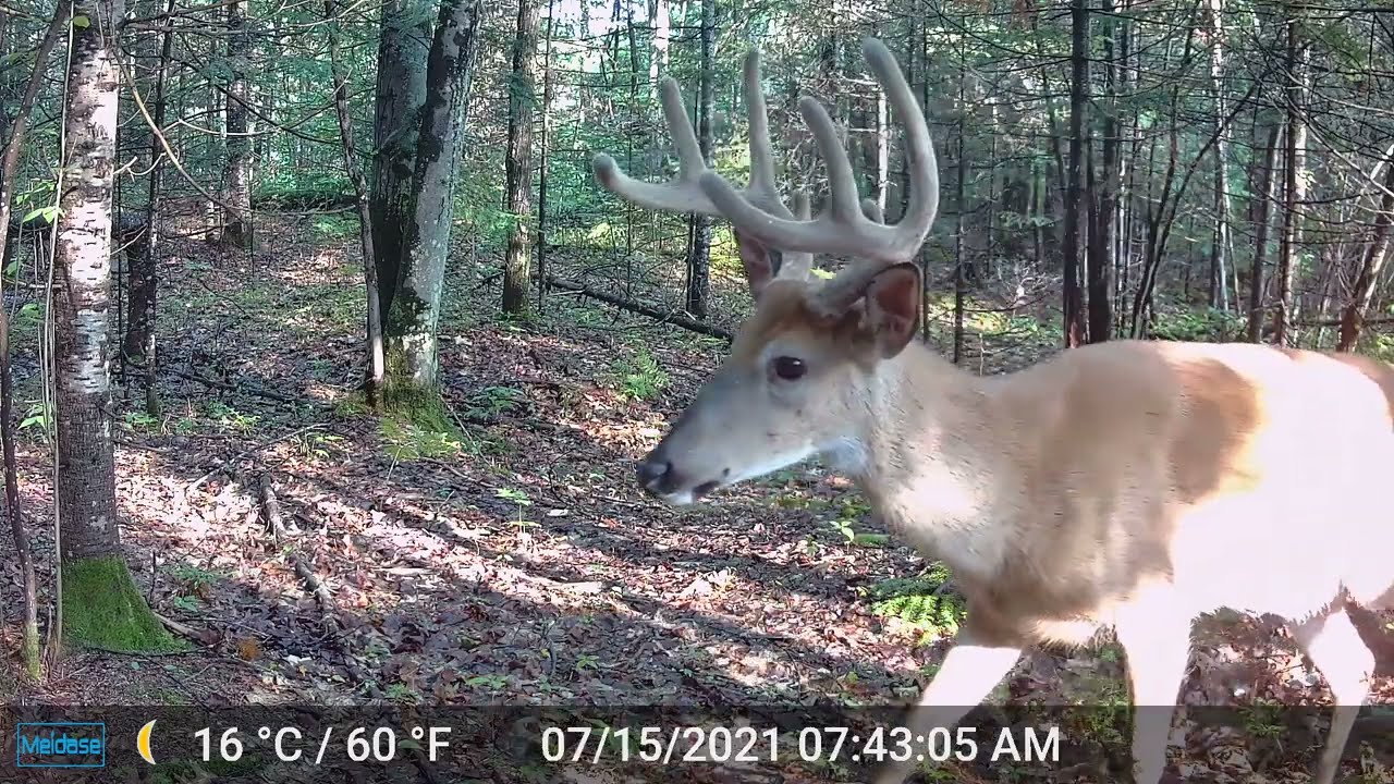 Best Trail Camera Footage July through September 2021