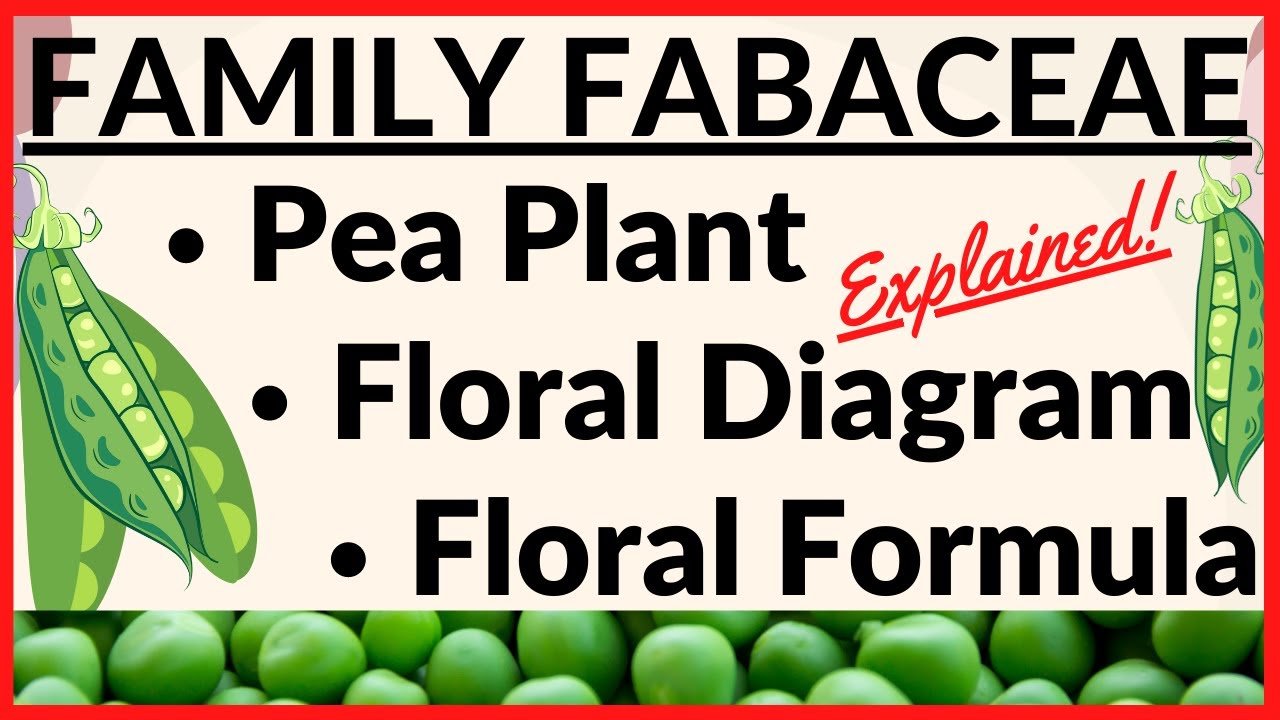 Family Fabaceae [Papilionaceae] Morphology of Flowering Plant Floral Diagram and Formula Legumes Pea