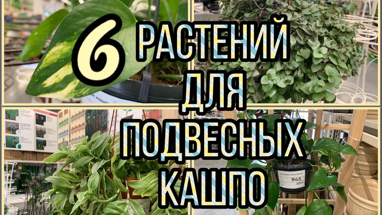 6️⃣ РАСТЕНИЙ ДЛЯ ПОДВЕСНЫХ КАШПО. Неприхотливые❗️👍 Привлекательные❗️😍 Быстрорастущие❗️😳