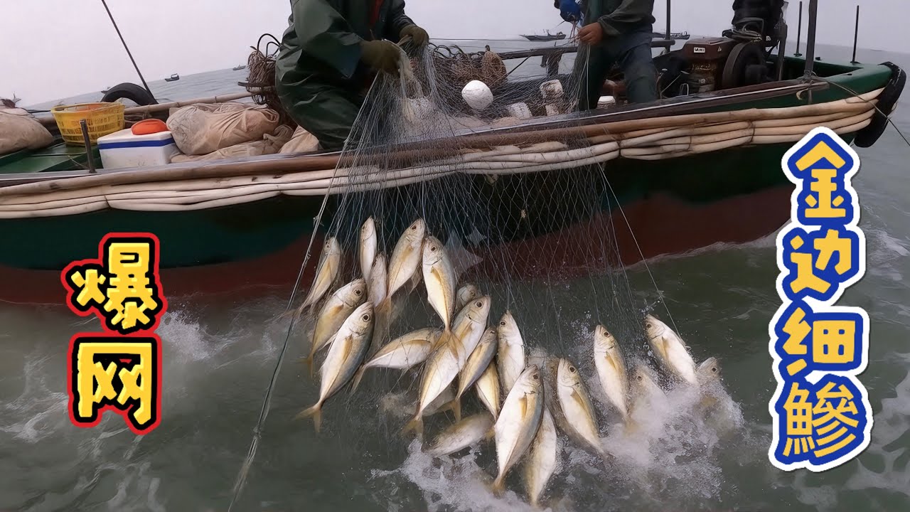 近海流刺网捕捞金边鱼（金边细鰺）全记录：从布网到解鱼的技艺与传统。